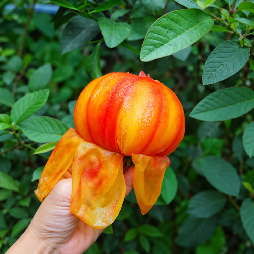 205 Blushing Bride Tomato Seeds | 8.8–14.1 oz Flame-Marbled Bicolor Beefsteaks