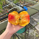 205 Blushing Bride Tomato Seeds | 8.8–14.1 oz Flame-Marbled Bicolor Beefsteaks