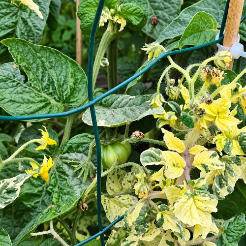206 Dwarf Walter's Fancy Tomato Seeds | 6–12 oz Ivory Beefsteaks on Variegated Vines