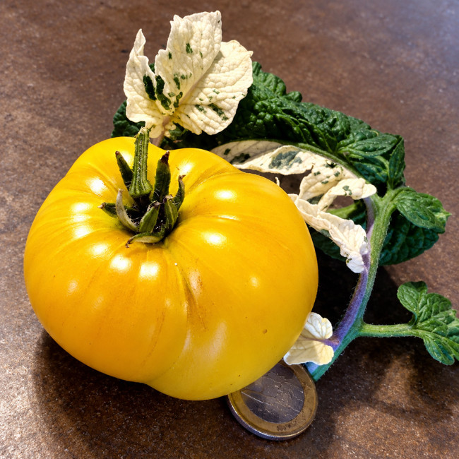 206 Dwarf Walter's Fancy Tomato Seeds | 6–12 oz Ivory Beefsteaks on Variegated Vines