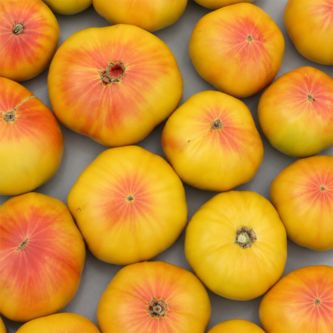 155 Williams'Striped Tomato Seeds | 10.6–26.5 oz Yellow and Red Beefsteak Tomatoes