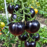153 Ugolyok Tomato Seeds | 2.1–2.5 oz Black-Purple Cluster Tomatoes
