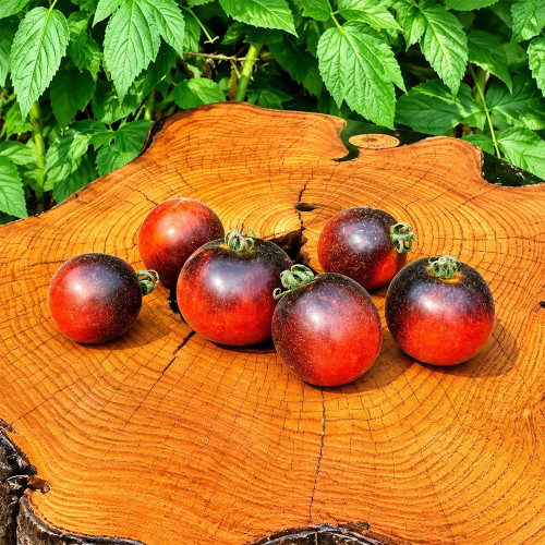 149 Woolly Kate Red Tomato Seeds | 2.8–3.5 oz Fuzzy Red Tomatoes with Purple Shoulders