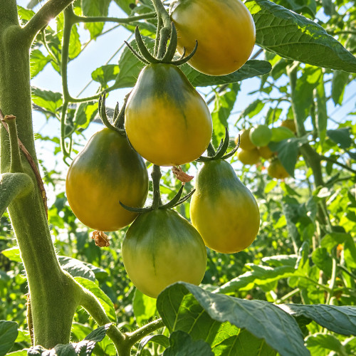 209 Cherokee Green Pear Tomato Seeds | 2.1–3.2 oz Amber-Blushed Green Pears