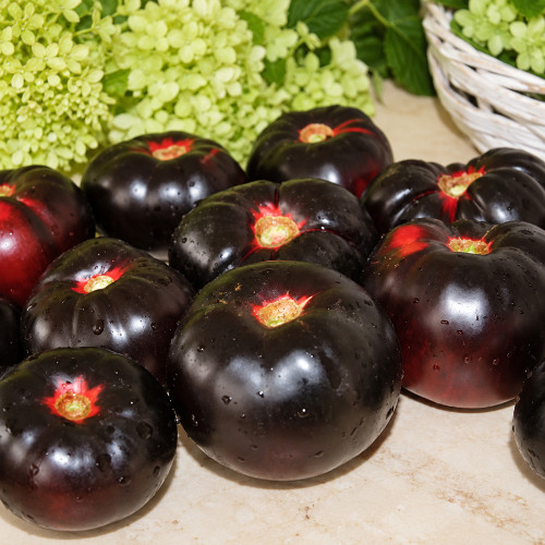 204 Amethyst Heart Tomato Seeds | 8.8 oz Pink-Red Hearts with Purple-Black Shoulders