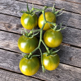 192 Green Honey Tomato Seeds | Up to 2.1 oz Sweet Green-Gold Cocktail Tomatoes