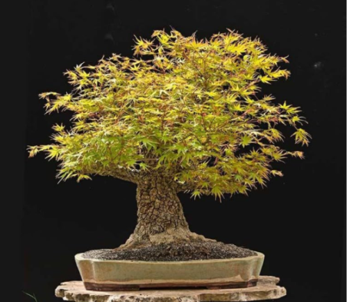 Rough Bark Japanese Maple Seeds | Acer palmatum 'Arakawa' | Textured Bark Ornamental Tree