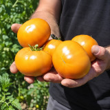196 Kiwanis Tomato Seeds | 5.3–7.1 oz Bronze-Gold Fruits with Sweet Citrus Notes