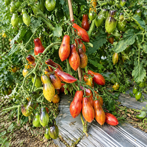 147 Dwarf Antho Pink Panther Tomato Seeds | 1.4–2.8 oz Indigo-Striped Pink Plums