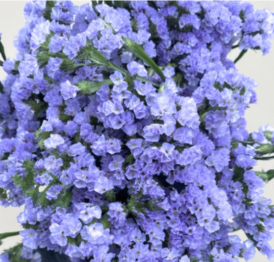 Statice Blue River Seeds | Limonium sinuatum, Wavyleaf Sea Lavender, Deep Blue Everlasting Flower
