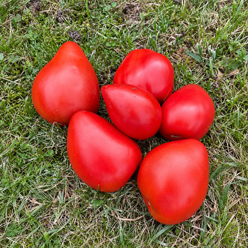 193 Momini Salzi (Maiden's Tears) Tomato Seeds | 12.3–17.6 oz Red Oxhearts