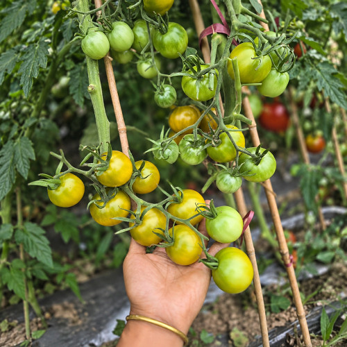 192 Green Honey Tomato Seeds | Up to 2.1 oz Sweet Green-Gold Cocktail Tomatoes