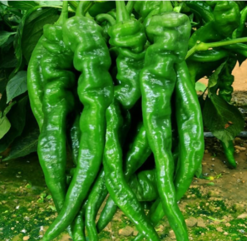 Screw Pepper Seeds | Twisted Spiral Chili, Thin Skin Fragrant Hot Asian Vegetable Pepper