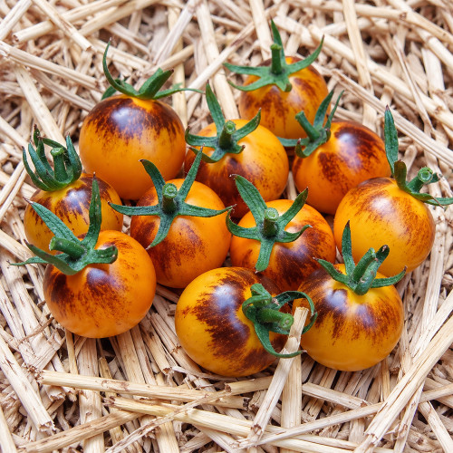 141 Indigo Fireball F1 Tomato Seeds | 0.9–1.4 oz Golden Cherries with Indigo Shoulders