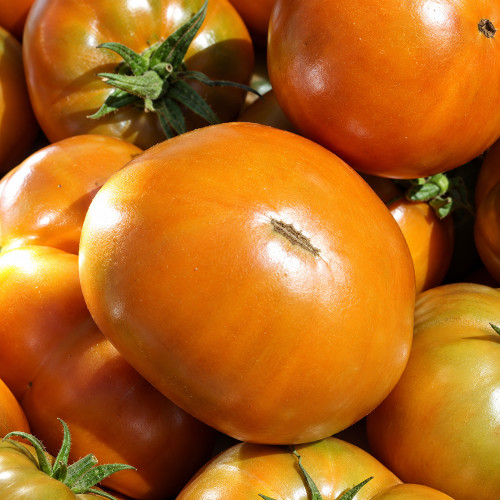 196 Kiwanis Tomato Seeds | 5.3–7.1 oz Bronze-Gold Fruits with Sweet Citrus Notes