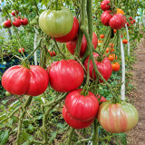 137 AH Scorpii Tomato Seeds | 14.1–35.3 oz Giant Pink-Raspberry Beefsteaks