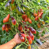 147 Dwarf Antho Pink Panther Tomato Seeds | 1.4–2.8 oz Indigo-Striped Pink Plums