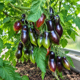 147 Dwarf Antho Pink Panther Tomato Seeds | 1.4–2.8 oz Indigo-Striped Pink Plums