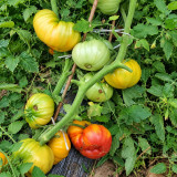 142 Jason 18/1 Striped Tomato Seeds | 14.1–28.2 oz Golden-Red Bicolor Beefsteaks