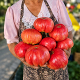 137 AH Scorpii Tomato Seeds | 14.1–35.3 oz Giant Pink-Raspberry Beefsteaks