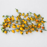 105 Orange Strawberry F2 Tomato Seeds | 0.7–1.1 oz Yellow-to-Orange Cherry Tomatoes