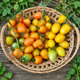 105 Orange Strawberry F2 Tomato Seeds | 0.7–1.1 oz Yellow-to-Orange Cherry Tomatoes