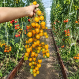 105 Orange Strawberry F2 Tomato Seeds | 0.7–1.1 oz Yellow-to-Orange Cherry Tomatoes