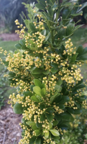Chinese Perfume Plant (Aglaia odorata) | False Lemon Tree with Lemon Fragrance