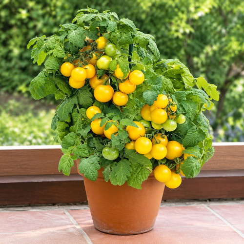 107 Midget Baby Yellow Tomato Seeds | 0.5–0.7 oz Yellow Cherries for Containers