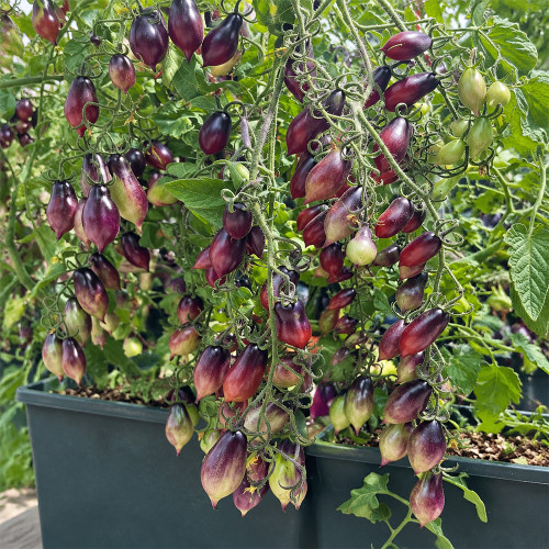 130 Kumquat Pink Opal Tomato Seeds | 0.35–1.1 oz Pink Plum Fruits with Purple Shoulders