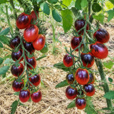119 Indigo Ruby Tomato Seeds | 0.7–1.1 oz Red Pear Cherries with Purple Shoulders