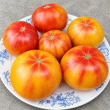 131 Dwarf Russian Swirl Tomato Seeds | 6–12 oz Golden-Red Bicolor Beefsteaks