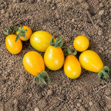24 Yellow Submarine Tomato Seeds | 0.5–1.1 oz Sweet Golden-Yellow Pear Cherries