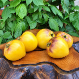 121 Sgt. Pepper's Yellow Tomato Seeds | Yellow Fruits with Purple Shoulders