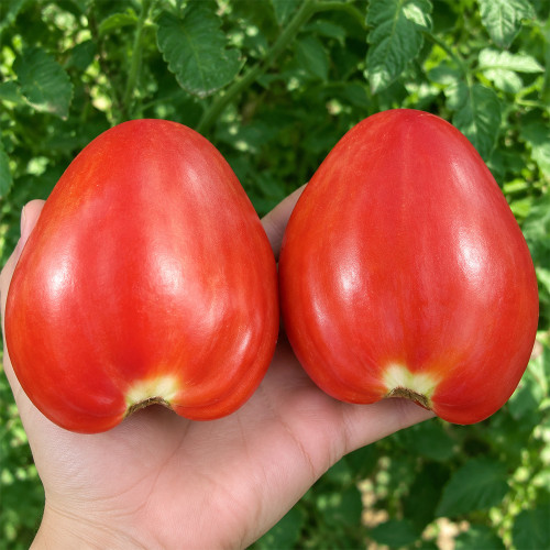 129 Mom's Raspberry Oxheart Tomato Seeds | 10.6–24.7 oz Italian Raspberry Heart-Shaped Beefsteaks