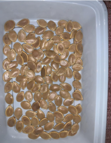Kabocha Squash Seeds | Japanese Pumpkin, Sweet Chestnut Flavor Winter Squash