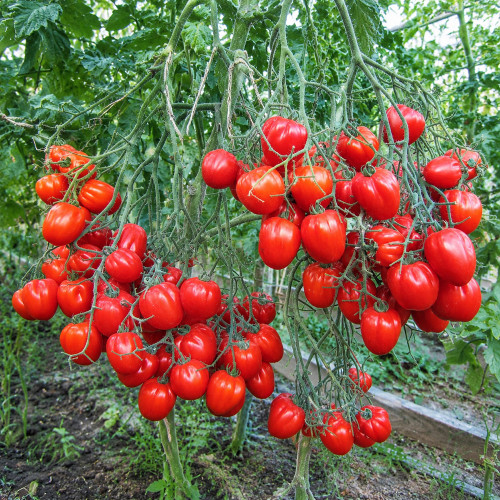 115 Cherry Accordion Tomato Seeds | 0.7–1.1 oz Ribbed Red Cherry Tomatoes