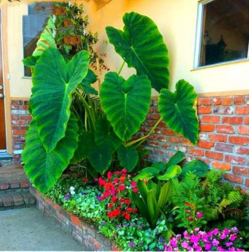 Heirloom Alocasia Macrorrhiza Green Giant Taro Seeds | Giant Elephant Ear