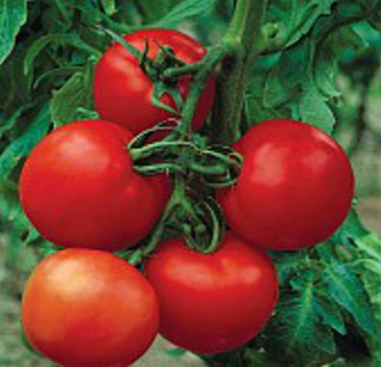 Cobra Tomato Seeds | Indeterminate Hybrid Slicing Tomato | Crack Resistant