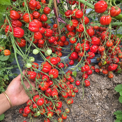 115 Cherry Accordion Tomato Seeds | 0.7–1.1 oz Ribbed Red Cherry Tomatoes
