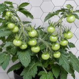 22 Délice de Neuilly Tomato Seeds | 0.35–0.7 oz Sweet Red Micro-Dwarf Cherries