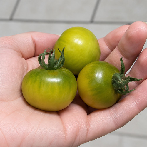 20 Fat Frog Micro Dwarf Tomato Seeds | 0.5–1.1 oz Sweet Green Cocktail Tomatoes