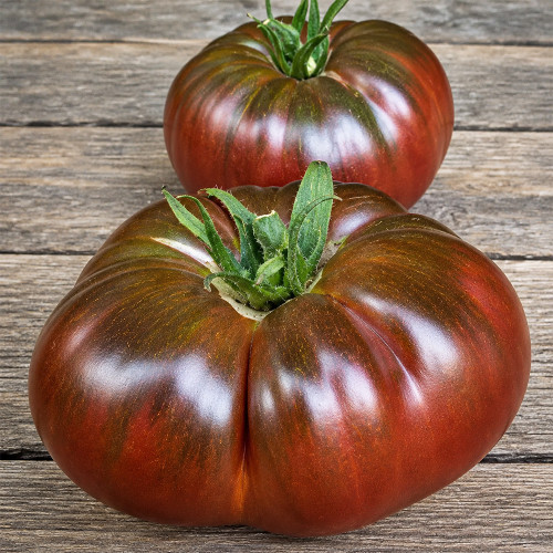 13 Mikado Black Tomato Seeds | 7.1–10.6 oz Dark Purple-Black Potato-Leaf Beefsteaks