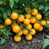 14 Amber Cherry Tomato Seeds | 0.5–0.9 oz Sweet Amber-Gold Cherries
