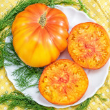 97 Honey Giant Tomato Seeds | 10.6–24.7 oz Golden Slicers with Red Blush