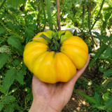 18 Marcy's Mystery Tomato Seeds | 8.8–21.2 oz Orange-Pink Bicolor Beefsteaks
