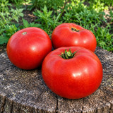104 Dwarf Waratah Tomato Seeds | 6–12 oz Red Oblate Slicers