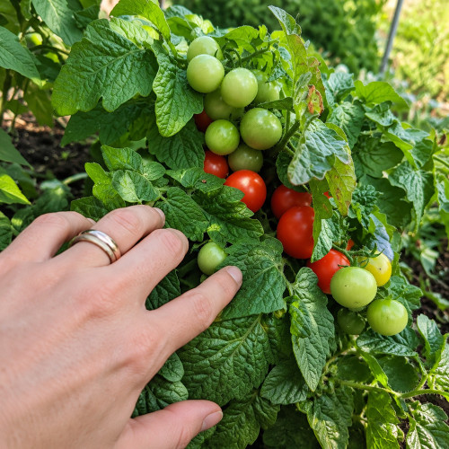99 Bonsai Micro Dwarf Tomato Seeds | Compact Plants with 1-Inch Red Cherries