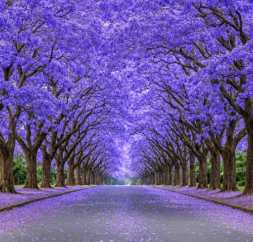 Blue Jacaranda Seeds | Jacaranda mimosifolia | Fast-Growing Fern Tree