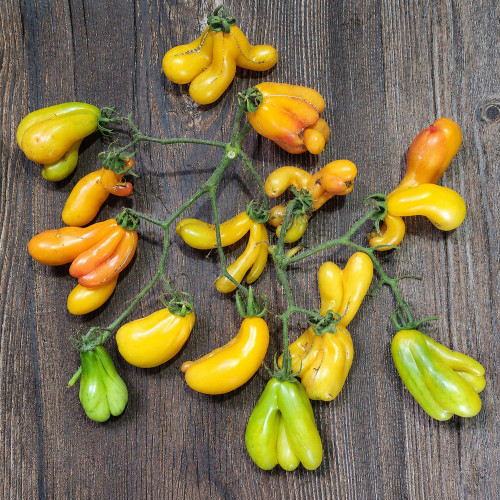 84 Phil's Bicolor Tomato Seeds | Golden-Orange, Multi-Lobed Fruits